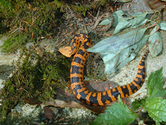 Taiwan Mountain Pitviper photo 4