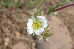 Ivesia sericoleuca