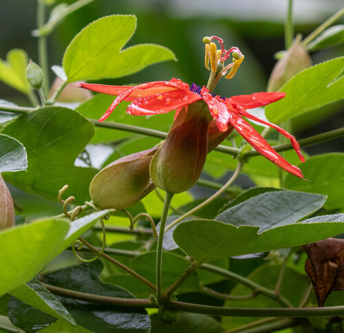 Passiflora manicata observed 2024-10-30