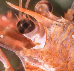 Grimothea planipes