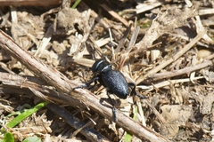 Meloe brevicollis