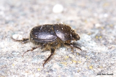 Onthophagus joannae