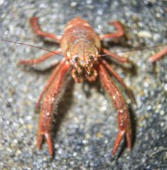 Grimothea planipes