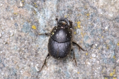 Onthophagus joannae