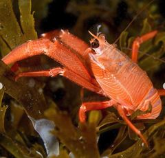 Grimothea planipes