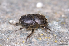Onthophagus joannae