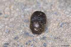 Onthophagus joannae