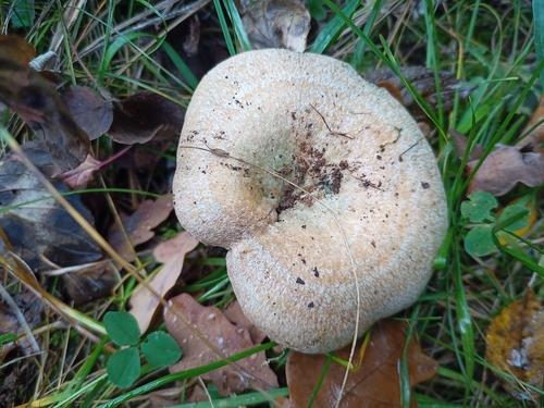 Lactarius semisanguifluus — (c) Michal Honskus, some rights reserved (CC BY)