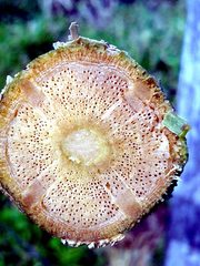Fridericia florida