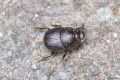 Onthophagus joannae