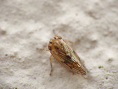 Agalliini