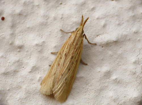 Ematheudes punctella