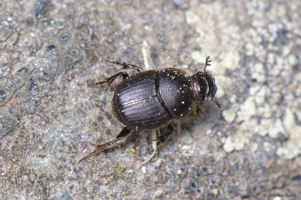 Joanna's dung beetle