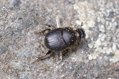 Onthophagus joannae