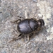 Joanna's Dung Beetle - Photo (c) Suso Tizón, some rights reserved (CC BY-NC-SA), uploaded by Suso Tizón