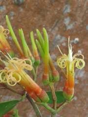 Psittacanthus cucullaris