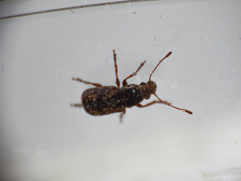 Enedreytes hilaris
