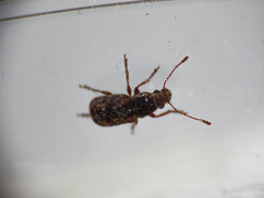 Enedreytes hilaris