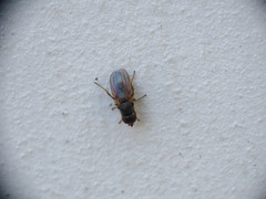 Oscinimorpha novakii