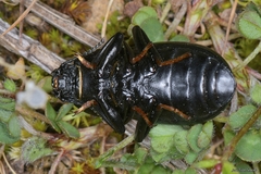 Coelometopus clypeatus