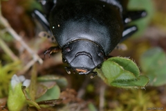 Coelometopus clypeatus