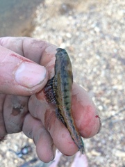 Etheostoma planasaxatile
