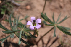 Acmaeoderini