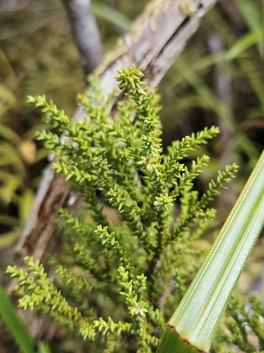 Yellow silver pine (Lepidothamnus intermedius)