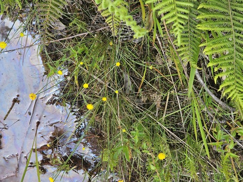 Cyperus proteus