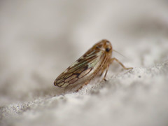 Agalliini