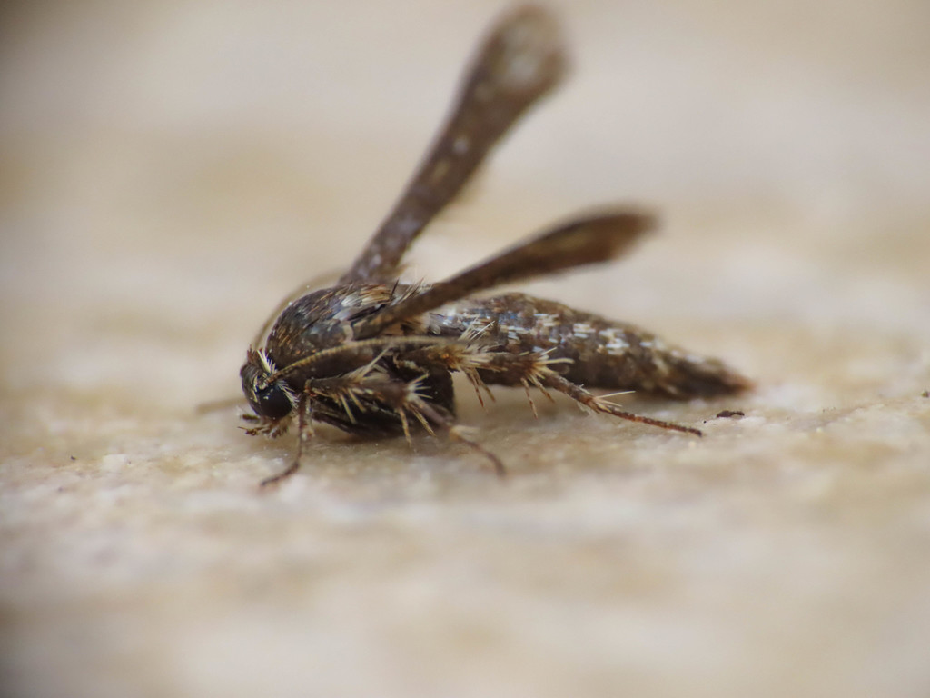 Microsphecia tineiformis