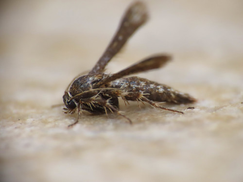 Microsphecia tineiformis (Esper, 1789)