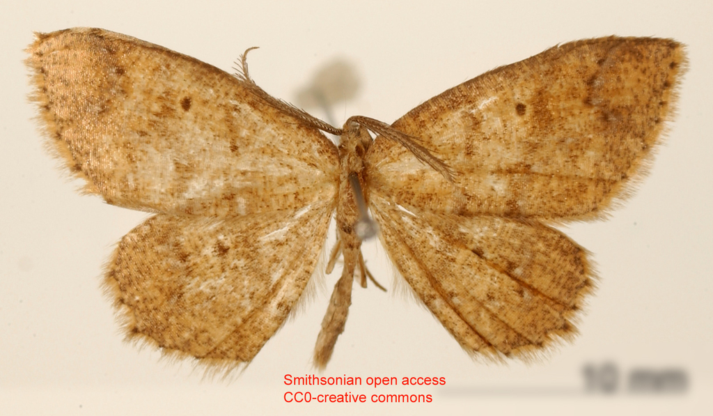 Isochromodes sordida