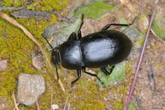 Coelometopus clypeatus