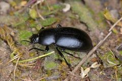 Coelometopus clypeatus