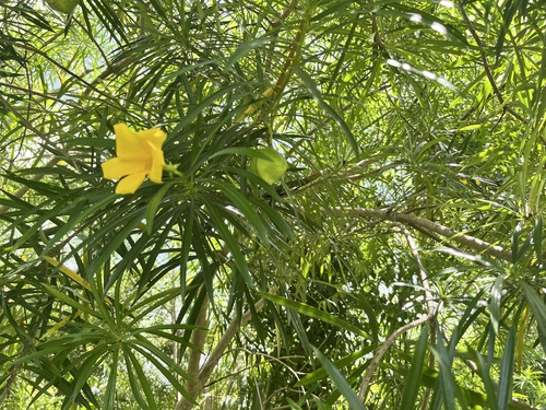 Be-still tree
