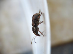 Enedreytes hilaris