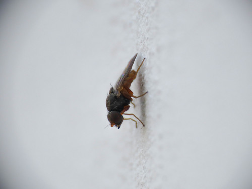 Oscinimorpha