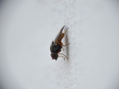 Oscinimorpha novakii