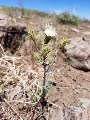 Chaenactis douglasii douglasii