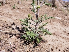 Chaenactis douglasii douglasii