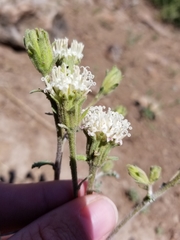 Chaenactis douglasii douglasii