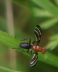 Tritoxa incurva