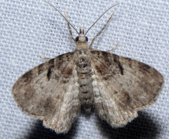 Eupithecia mutata