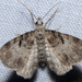 Eupithecia mutata - Photo (c) Steve King, algunos derechos reservados (CC BY-NC), subido por Steve King