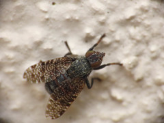 Platystoma