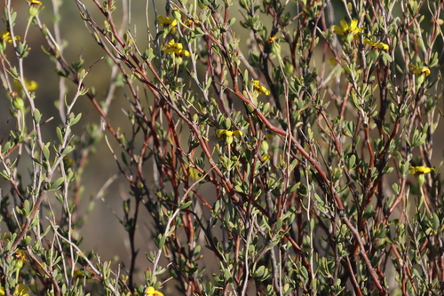 Othonna ramulosa