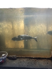 Alosa sapidissima