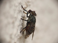 Platystoma