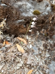 Streptanthus glandulosus secundus